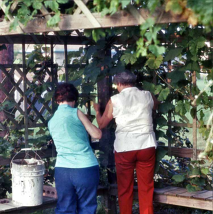 mom al grapes